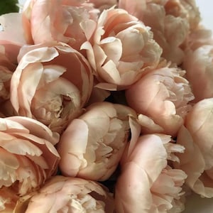 May include: A dense cluster of pale peach-colored peony flowers with multiple layers of soft, delicate petals. The blooms are tightly packed together, showcasing a variety of rounded shapes and ruffled edges in shades of light pink and cream.