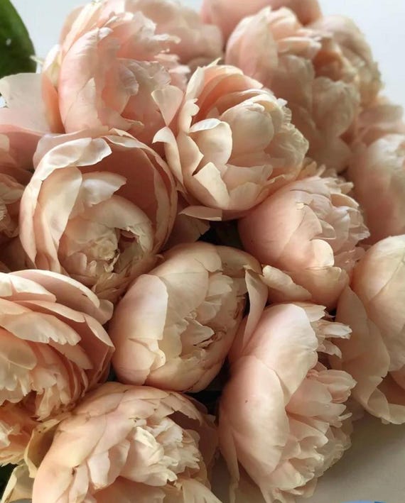 PRE ORDER: Hard to find! Pastelelegance peony root