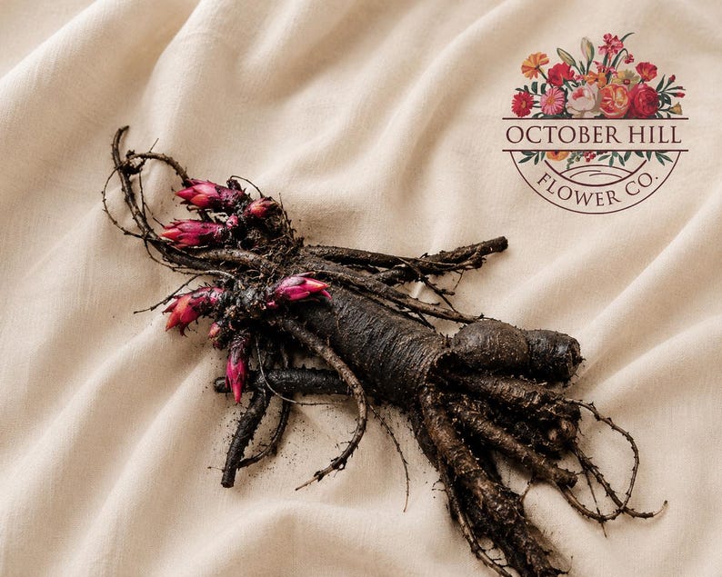May include: A dark brown, textured plant root system with several small, vibrant magenta buds attached to the stems. The root structure is complex and organic, featuring thin, spindly tendrils. The logo for October Hill Flower Co. is visible.
