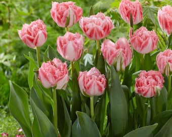 Pré-commande expédition automne 2026 - Lot de 10 bulbes de tulipes « Ranomi »