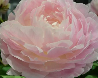 May include: A large, full-blooming peony flower with numerous delicate, overlapping petals in shades of soft pastel pink and creamy white. The flower head is dense and rounded, showcasing a layered texture with lighter tones toward the center.
