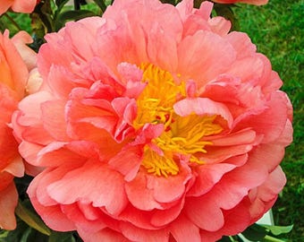 May include: A large, full-blooming peony flower featuring numerous layered, soft coral-pink petals surrounding a vibrant, textured center of bright yellow stamens. The flower is densely packed with ruffled petals, creating a rounded shape.