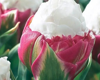Pre Order Fall 2026 Shipping- Ice Cream Tulip 10 Pack