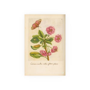 Cerasa acida rubra flore pleno (Double-Flowering Red Sour Cherry) with Butterfly, Colorized Reproduction from Erucarum Ortus (1717)