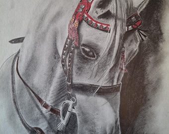 Arabian Horse graphite pencil