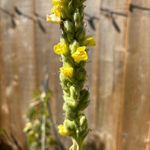 Mullein tincture