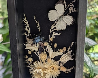 Botanische schaduwdoos met een echte geconserveerde blauwe timmermansbij en een vlinder, 10 x 15 cm.