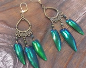 Brass Filigree Drop Chandelier Beetle Wing Earrings with sparkle iridescent green, turquoise, custom, wire-wrapped