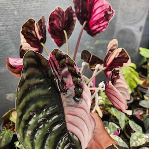 アロカシア クプレア 斑入り ピンク アロカシア クプレア ピンクミント