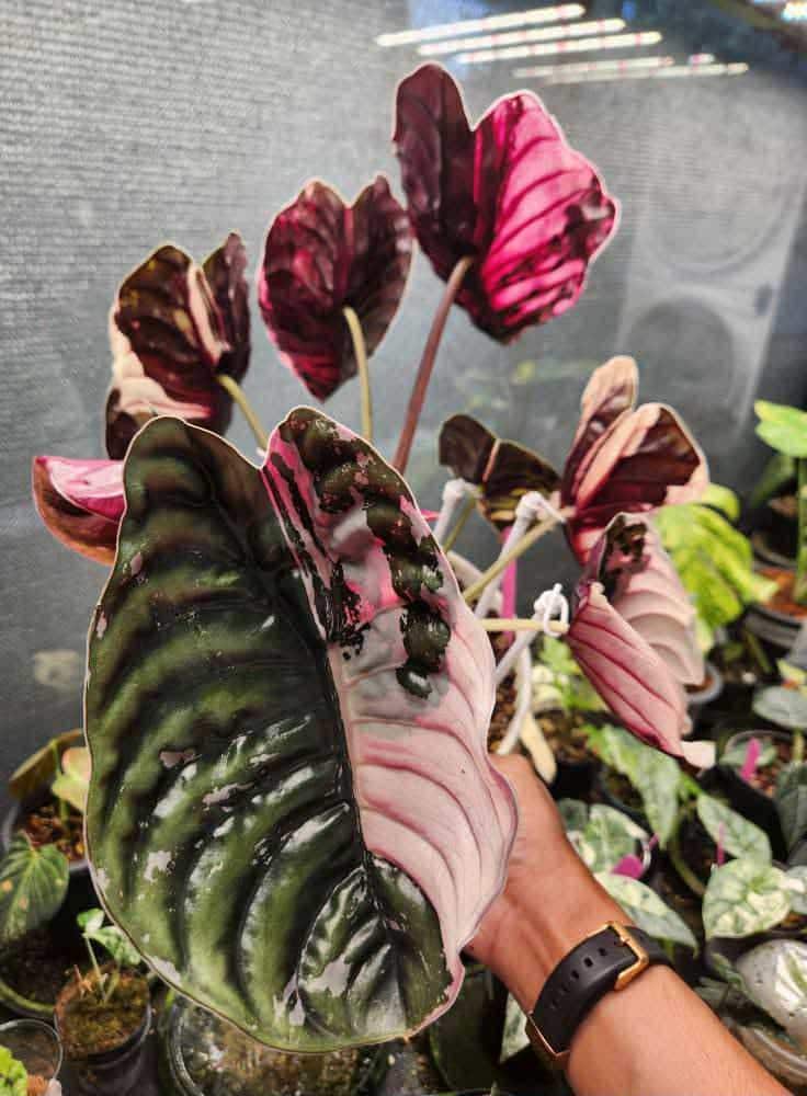 Alocasia cuprea pink var/ アロカシア クプレア ピンク Alocasia cuprea pink var/ アロカシア クプレア ピンク