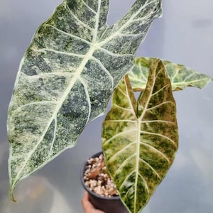 Alocasia longiloba - Etsy 日本