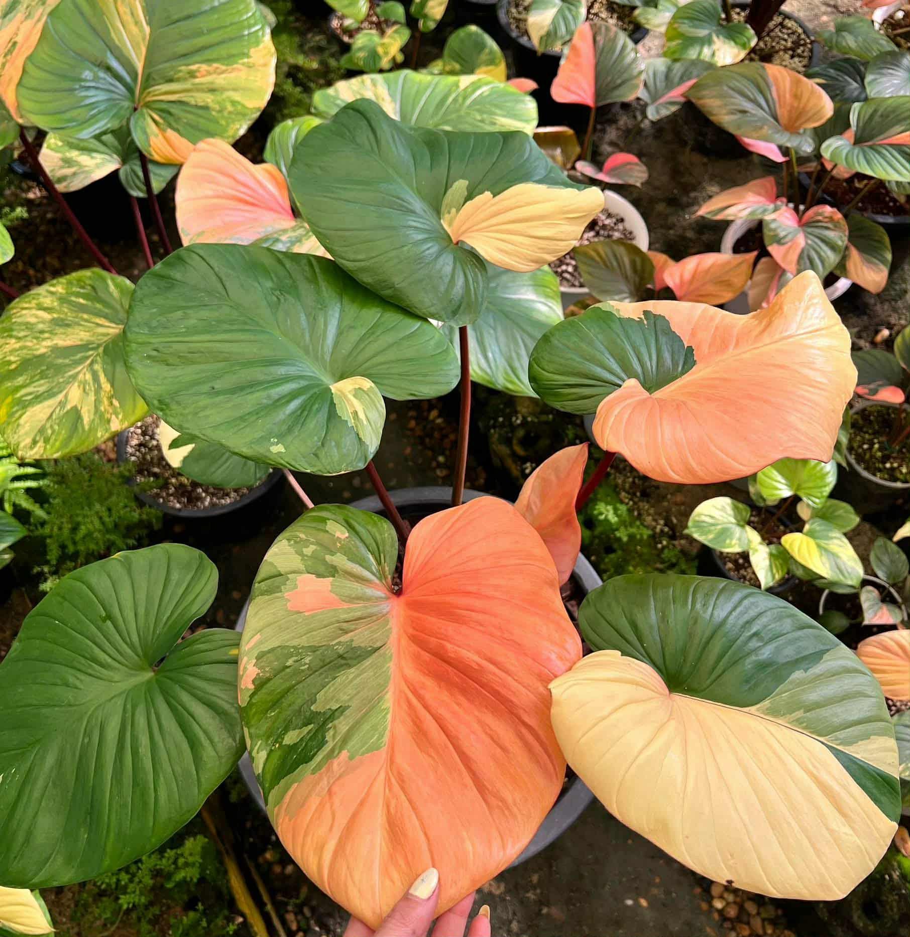 8月中セール★ 斑入り ホマロメナ homalomena rubescens Homalomena Rubescens - Etsy