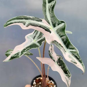 Alocasia nobilis pink variegated - Etsy 日本