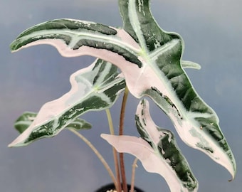 5 アロカシア シャントリエリ ピンク 斑入り 球根 珍しい 屋内 屋外