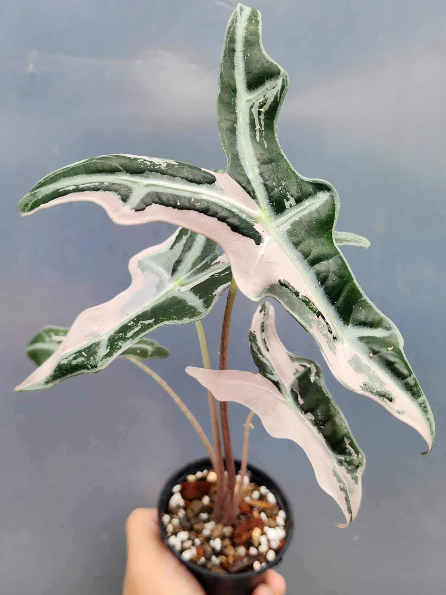 Alocasia nobilis pink variegated - Etsy 日本