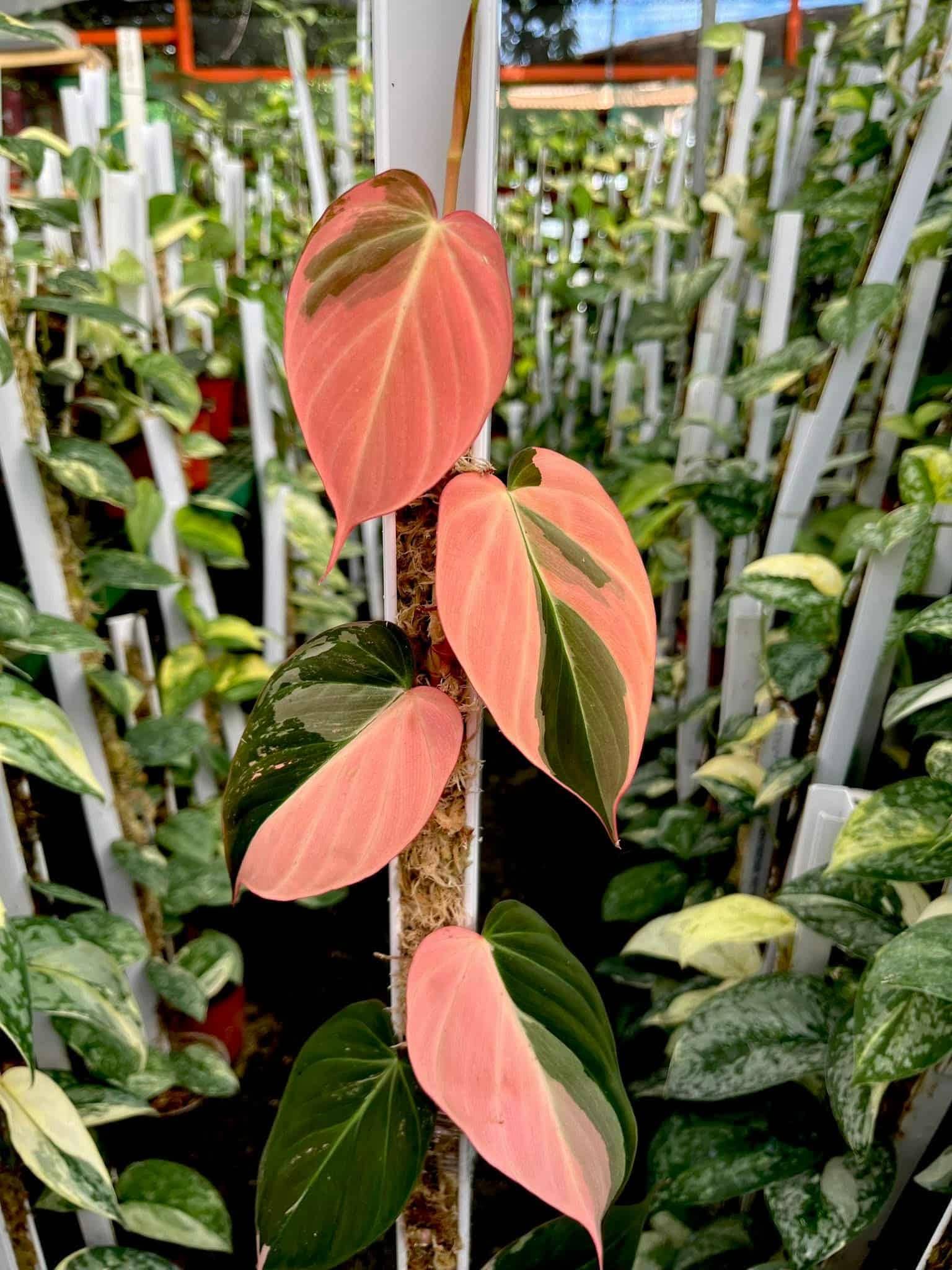 Philodendron micans pink variegated - Etsy 日本