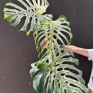 Monstera electro light - Etsy 日本