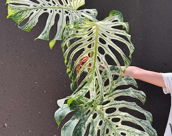 【超絶希少】アンスリウム　プテロダクティル　バリエガータ　大株◎美斑◎ 斑入りアンスリウム プテロダクティル - 他にはない珍しい一品 - Etsy 日本