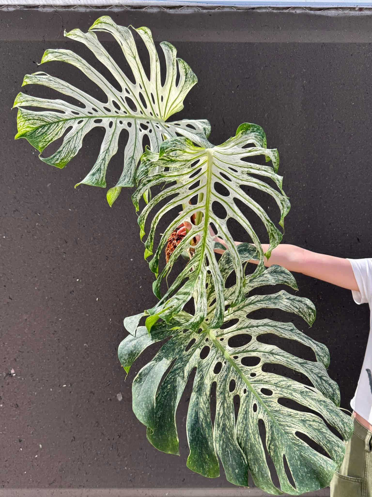 Monstera electro light - Etsy 日本