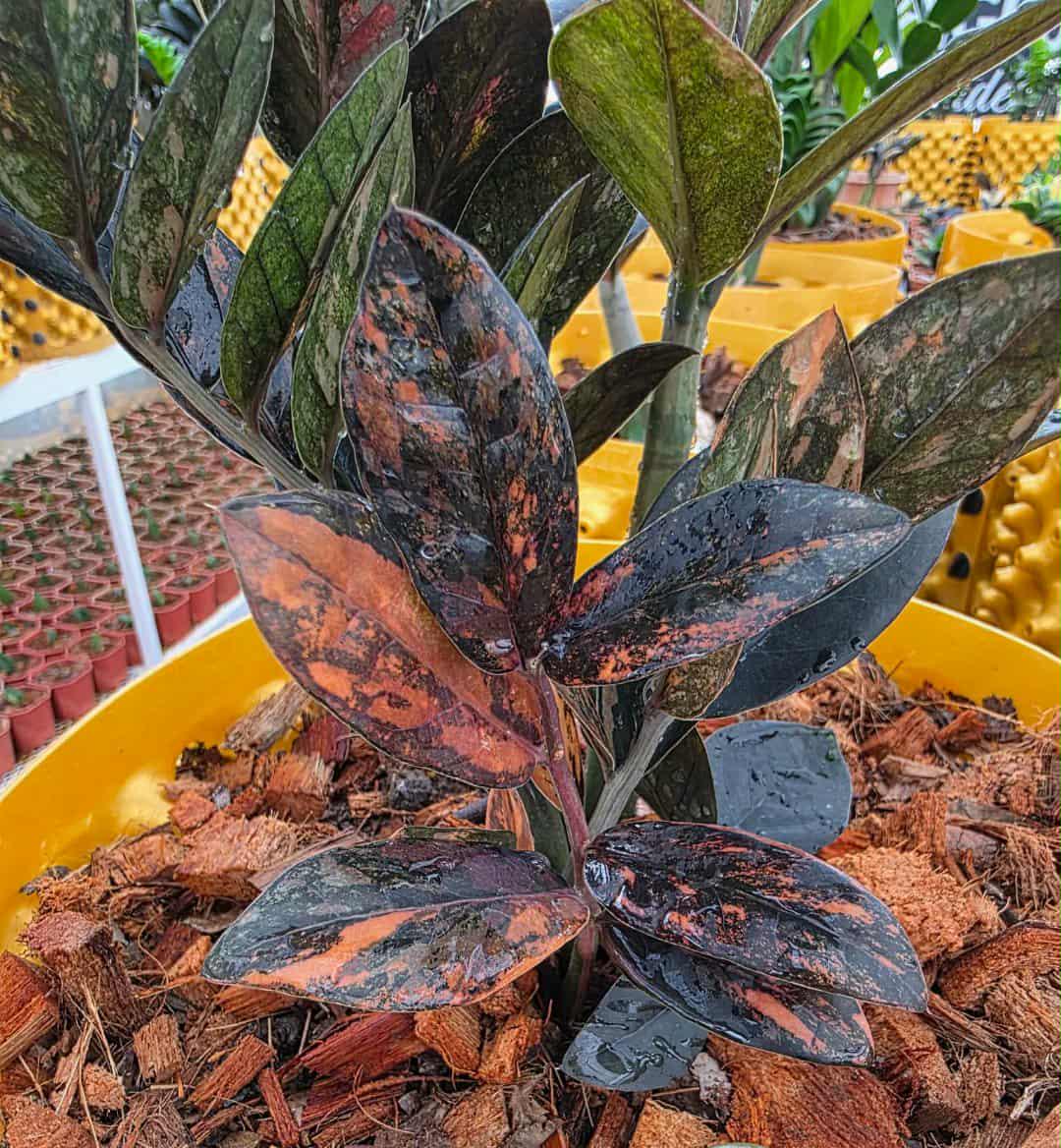 Hoya pubicalyx black dragon - Etsy 日本