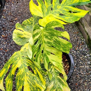 スキンダプサス Scindapsus treubii 'Dark Yellow' スキンダプサス