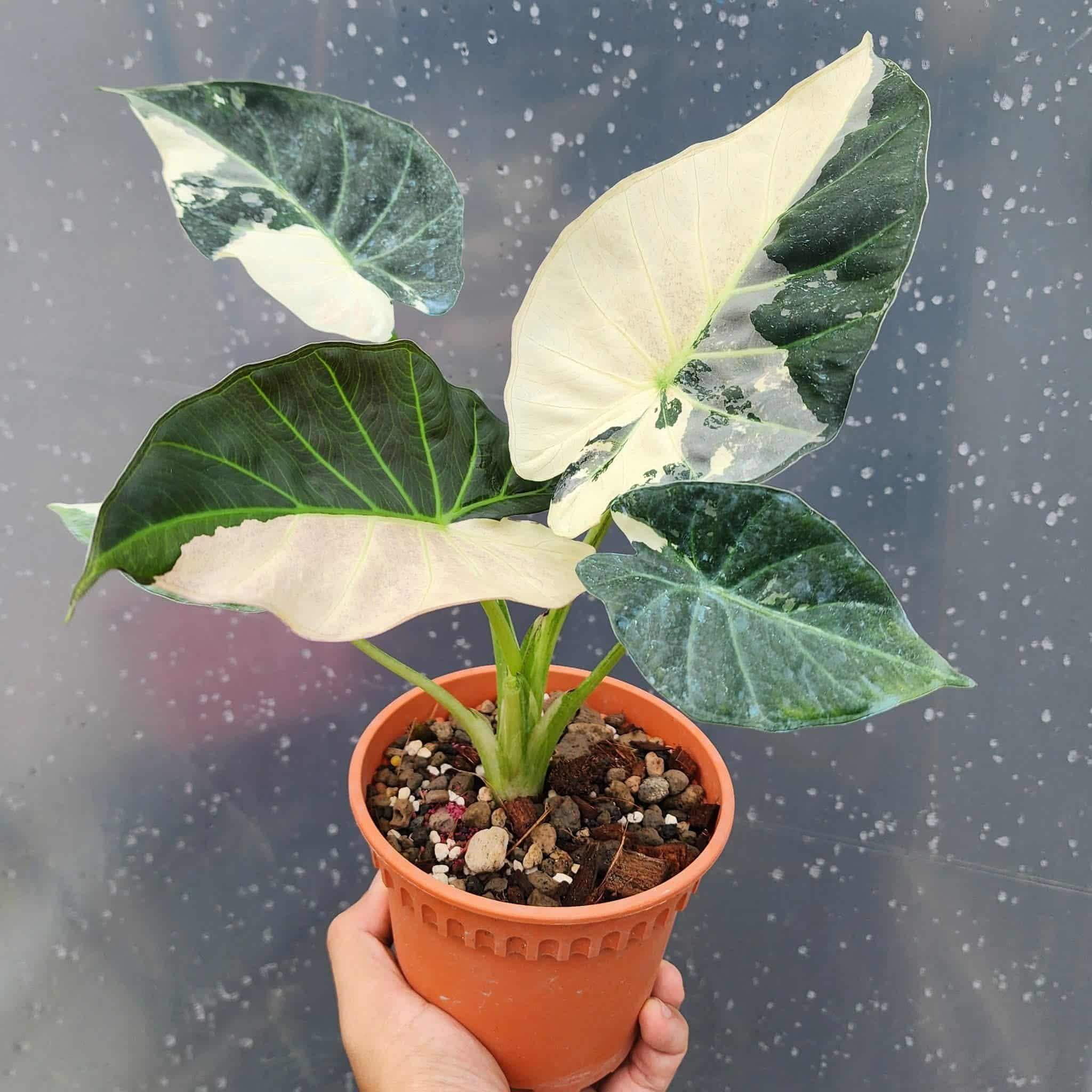 Alocasia cuprea pink - Etsy 日本