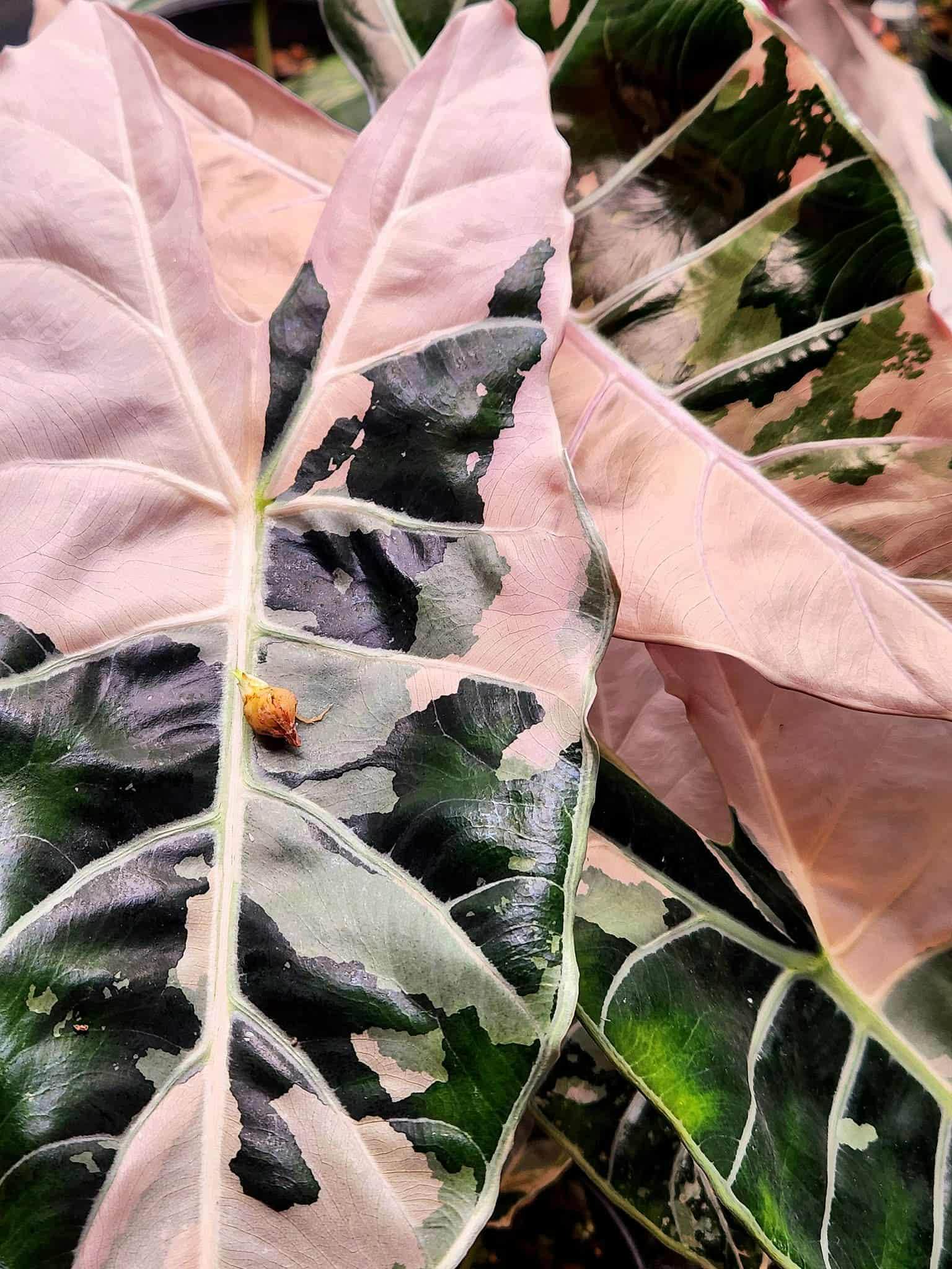 Alocasia chantrieri pink variegated - Etsy 日本