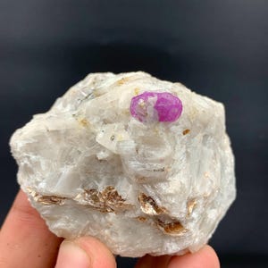 May include: A rough, white mineral specimen with a vibrant, pinkish-red gemstone embedded in its surface. The gemstone is oval-shaped and contrasts with the lighter, textured matrix. The mineral has areas of brown and gold flecks.