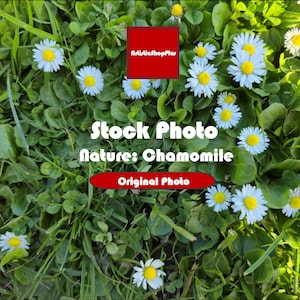 Banque de photos, camomille (fleur, nature) | Licence personnelle et commerciale (site Web/image de marque/bannière/arrière-plan/clipart/superposition/papier peint)