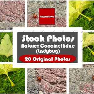Stockfoton, Coccinellidae-Nyckelpiga-Nyckelpiga-Insekt-Natur, Personligt och kommersiellt (Webbplats, Varumärkesbyggande, Banner, Bakgrund, Clipart, Överlägg)