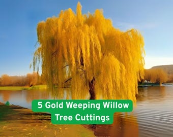 5 Gold Weeping Willow Tree Cuttings: Fast Growing Bonsai & Garden Shade