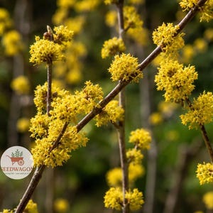 Northern Spicebush Starter Plants – Lindera benzoin Native Shrub (3-Pack)