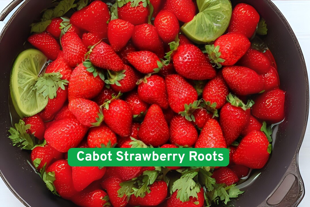 Cabot Strawberry Roots: High-yield Sweet Red Berries - Ships From Iowa ...