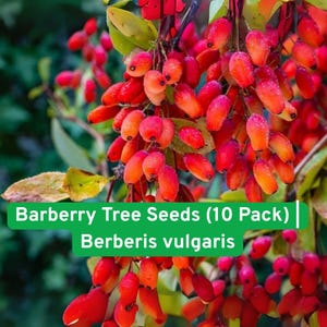 May include: Close-up of a branch with clusters of bright red barberry berries. The image includes text that reads "Barberry Tree Seeds (10 Pack) | Berberis vulgaris" on a green background. The background is a blurred green.