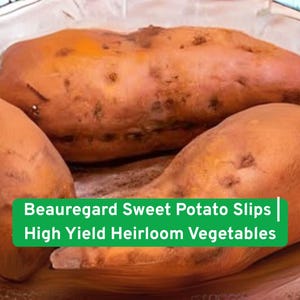 May include: Three Beauregard sweet potato slips, with orange-brown skin, are displayed in a woven basket. The image includes text that reads "Beauregard Sweet Potato Slips | High Yield Heirloom Vegetables."