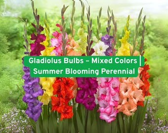 Mixed Gladiolus Bulbs: Summer Blooming Perennial for Cut Flowers