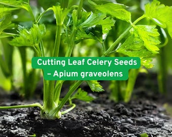Cutting Celery Seeds: Heirloom Soup Herb, Strong Flavor