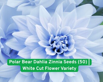 Polar Bear Zinnia Seeds: White Pom-Pom Dahlia Style Blooms - USA Grown