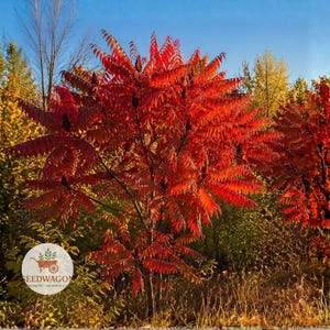 Flameleaf Sumac Bare Root Starter Plant – Rhus copallinum Live Shrub 12–24 Inch Tall