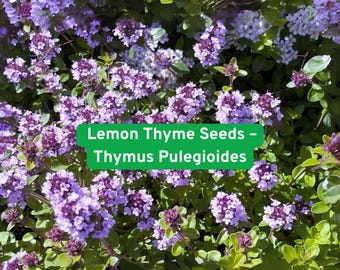 Lemon Thyme Seeds – Thymus Pulegioides – Herb Plant – Culinary & Medicinal