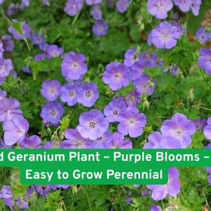 May include: A vibrant image of wild geranium plants with numerous purple blooms. The flowers are surrounded by lush green foliage. Text on the image reads: "Wild Geranium Plant - Purple Blooms - Easy to Grow Perennial."