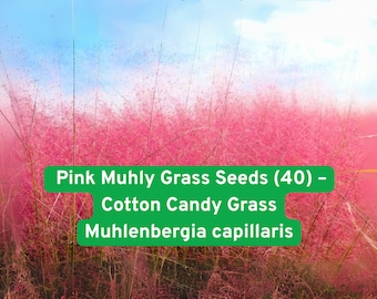 Pink Muhly Grass Seeds: Cotton Candy Ornamental Perennial, Deer Resistant