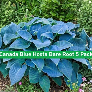 May include: A cluster of large, blue-green hosta leaves with prominent veining. The leaves are surrounded by green foliage and small flowers. Text on a green banner reads "Canada Blue Hosta Bare Root 5 Pack."