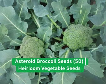 Asteroid Broccoli Seeds (50): Heat Tolerant Heirloom Vegetable
