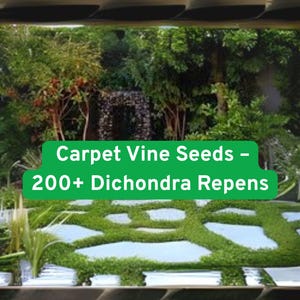 Dichondra Repens Seeds: Lush Green Carpet Vine, Ground Cover (200+ Non-GMO Seeds)