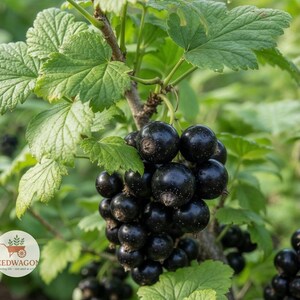 May include: Close-up of a black currant plant with clusters of ripe, dark berries. The berries are round and glossy, contrasting with the green, textured leaves. The image is set against a blurred green background.