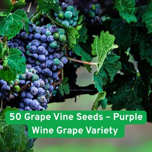 50 Grape Vine Seeds – Purple Wine Grape Variety – Grow Sweet Table Grapes or Culinary Grapes – Easy to Start from Seed