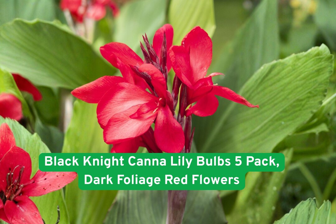 Knight Rider Lily Black Knight Canna Lily Bulbs 5 Pack, Dark Foliage Red Flowers - Etsy
