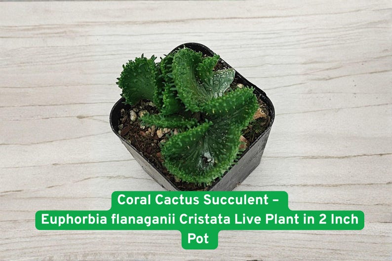 Coral Cactus Succulent – Euphorbia flanaganii Cristata Live Plant