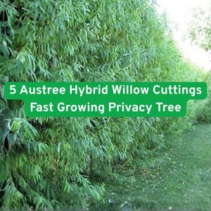 5 Austree Hybrid Willow Cuttings Fast Growing Privacy Tree